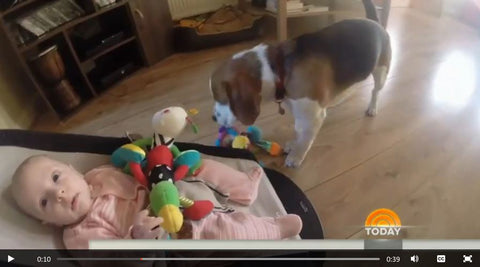 dog takes baby toy and gives it back lovingly