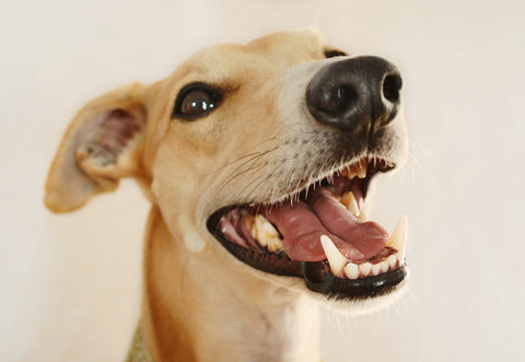 dog teeth care