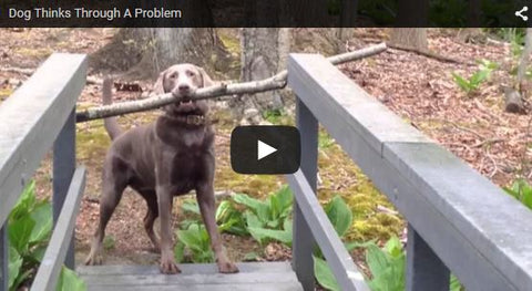 dog thinks through problem and finds solution