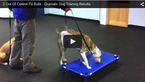 dog trainer trains crazy pit bulls