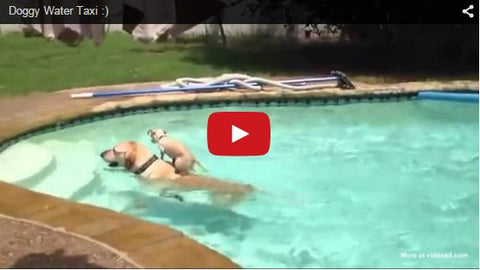 little dog uses big dog as water taxi across pool