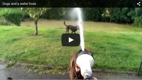 dogs go crazy over the water hose