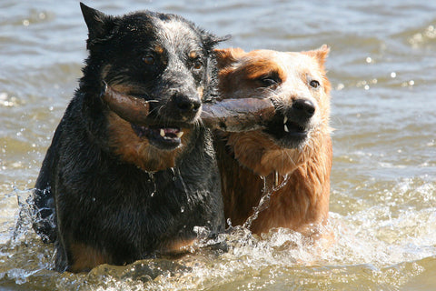 dogs in love dogs sharing stick