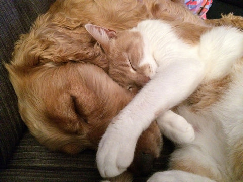 dog and cat in love