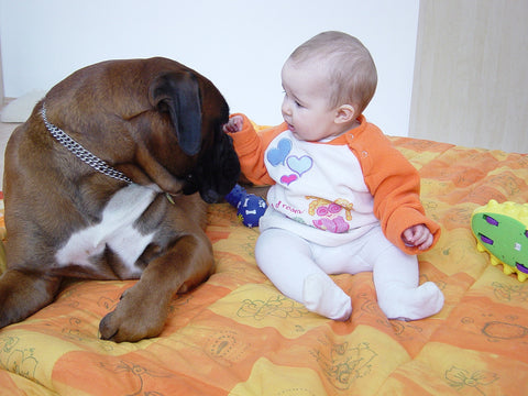 dog in love with baby