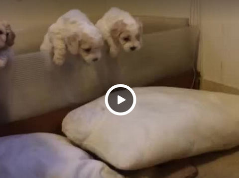 FUNNY VINE Puppies Try to Escape VIDEO SportLeash
