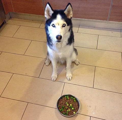 siberian husky eating brussel sprouts