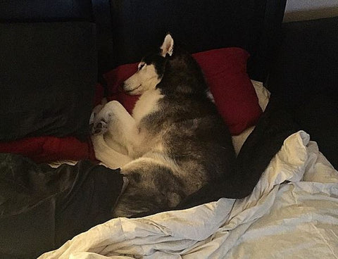 siberian husky sleeping in bed like person