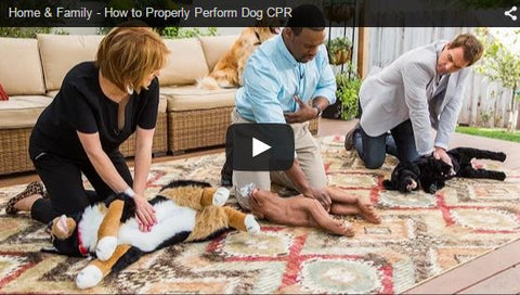how to properly perform CPR on your dog or cat