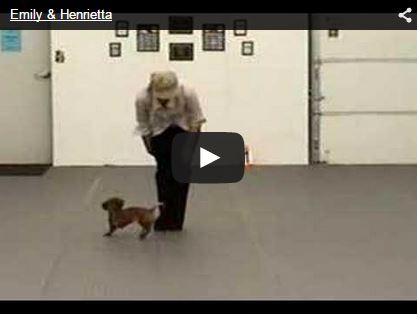 human and doxie dog dancing