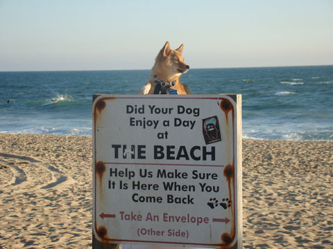 huntington dog beach huntington beach