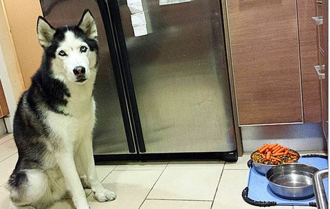 siberian husky waiting to eat carrots in bowl