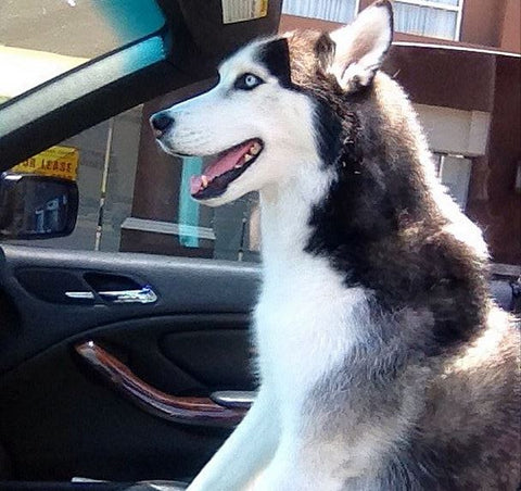 siberian husky sitting in convertible