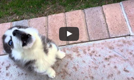 husky puppy howls for the first time cute husky puppy video
