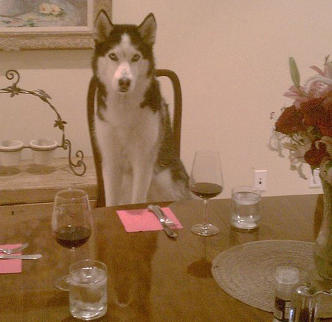 siberian husky sitting in chair at dinner table like person