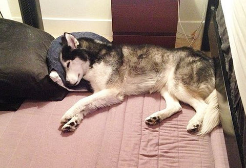 siberian husky sleeping like human head on pillow