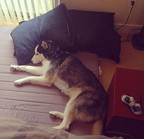 siberian husky sleeping like person with head on pillow