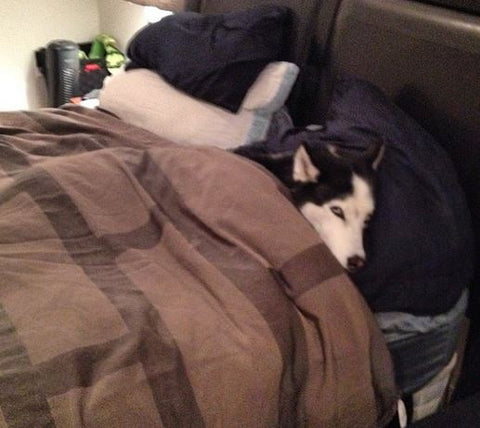 siberian husky sleeping under the covers like person