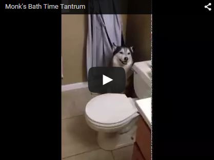 siberian husky throws temper tantrum before bath time