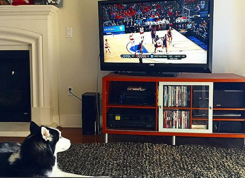 siberian husky watching tv march madness