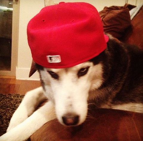 siberian husky wearing backwards hat looking cool