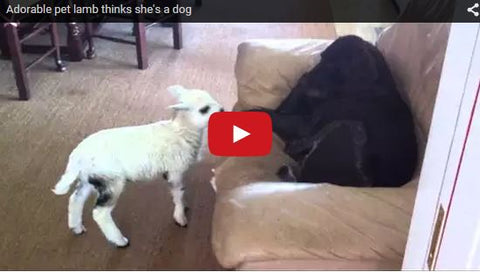 baby lamb wants to play with dog but dog isn't interested