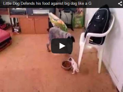 little dog defends food bowl