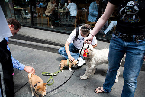 local dog meetup