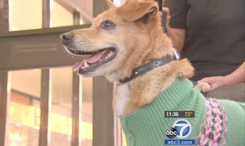 dog named Lucky rescued from la river