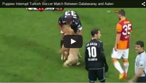 puppies run on field during soccer match