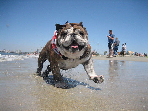 rosies dog beach long beach
