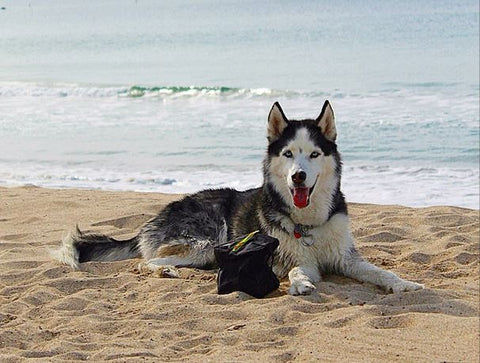 siberian husky posing at the beach