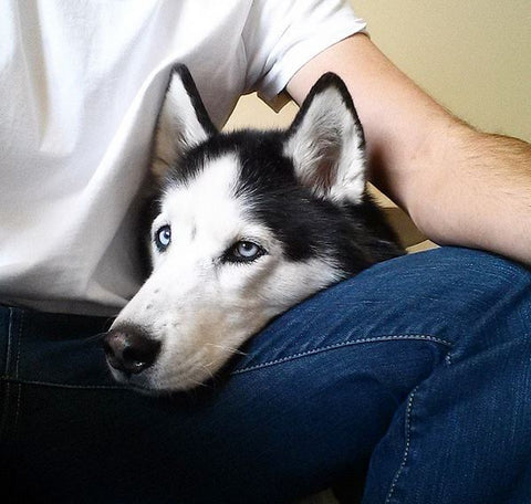 siberian husky looking cute on owners lap