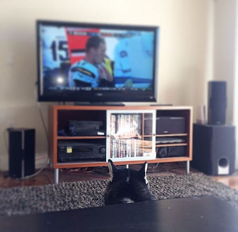 funny siberian husky watching football on TV 