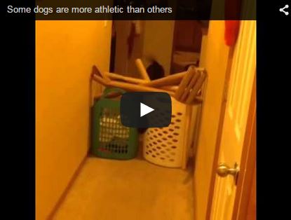 some dogs are more athletic than others