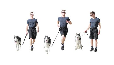 dog leash for running hiking