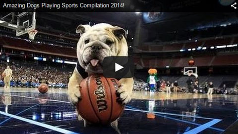dogs playing sports video compilation athletic dogs