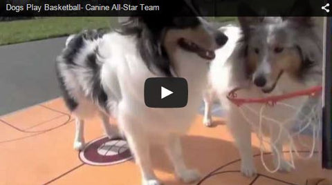 dog slam dunk contest nba all star dunk contest