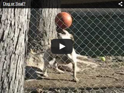 dog playing ball like seal