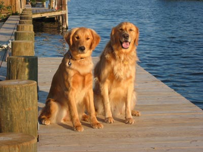 golden retrievers stay with fallen owner until help arrives