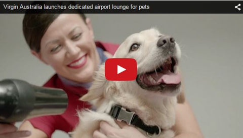 Virgin Australia to launch pet lounge in 2015