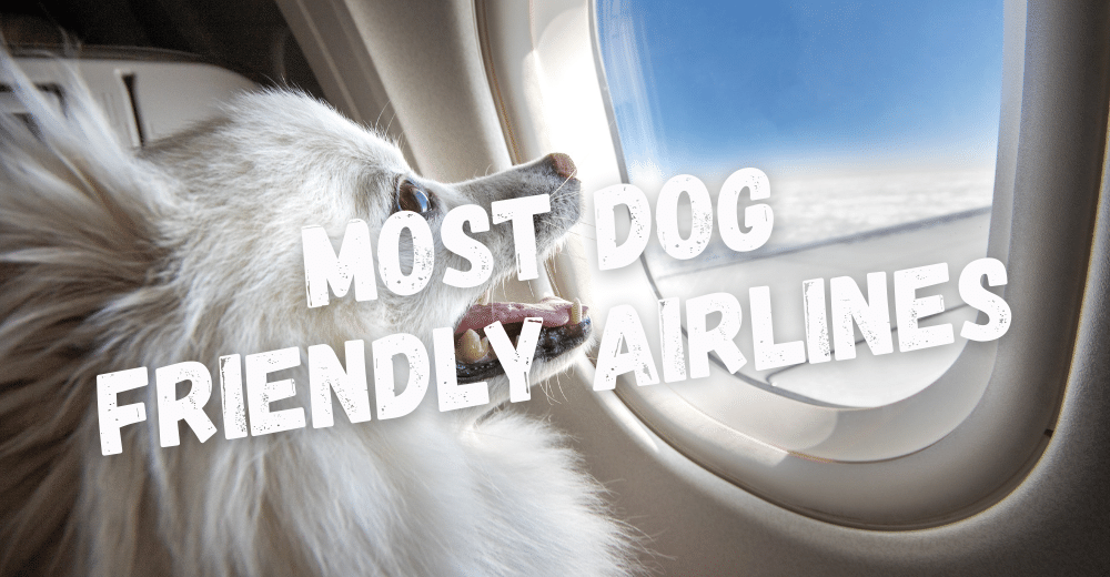5 Most Dog Friendly Airlines in USA – Yumwoof Natural Pet Food