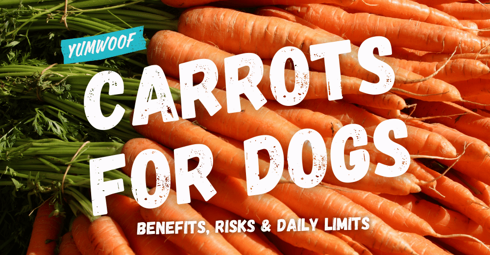 are carrots good for dogs to eat