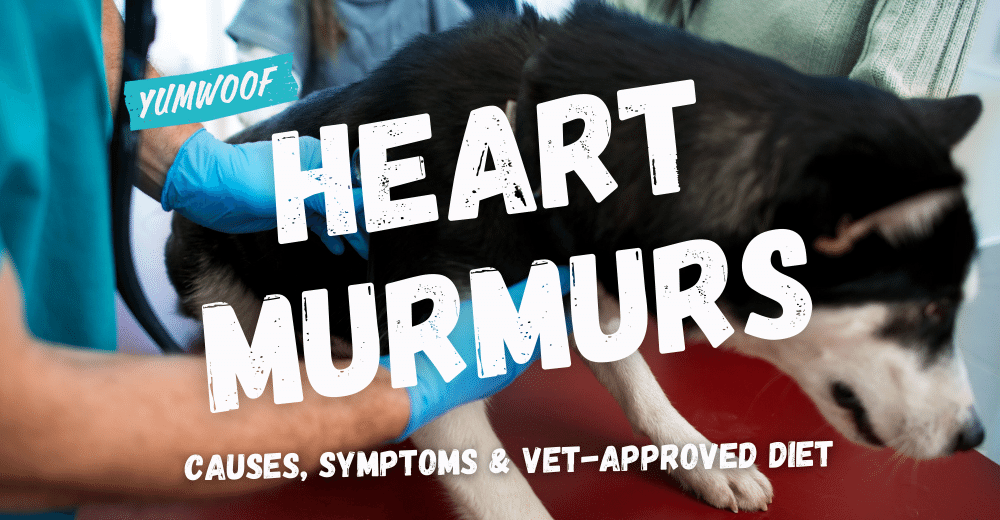 what can you do for a dog with a heart murmur