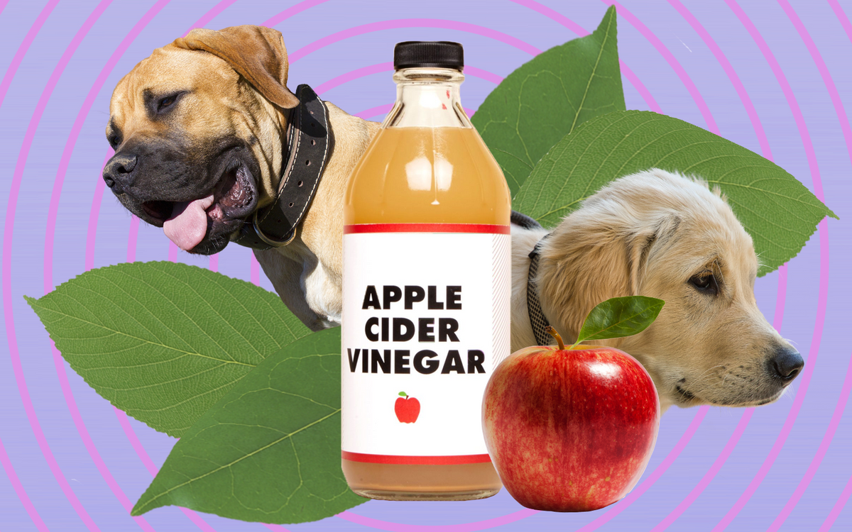 can i give my dog apple cider vinegar