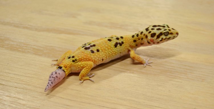 Why Did My Leopard Gecko Drop Its Tail 