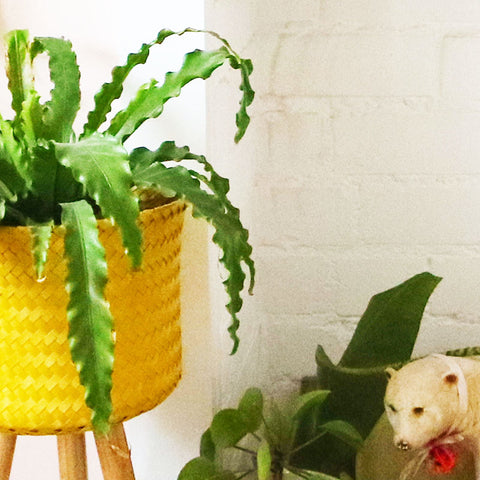 House-Fern-Yellow-Plant-Pot