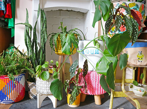 House-Plant-Collection