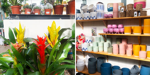 Colourful-Plants-And-Pots-In-Riverside-Garden-Centre-Bristol