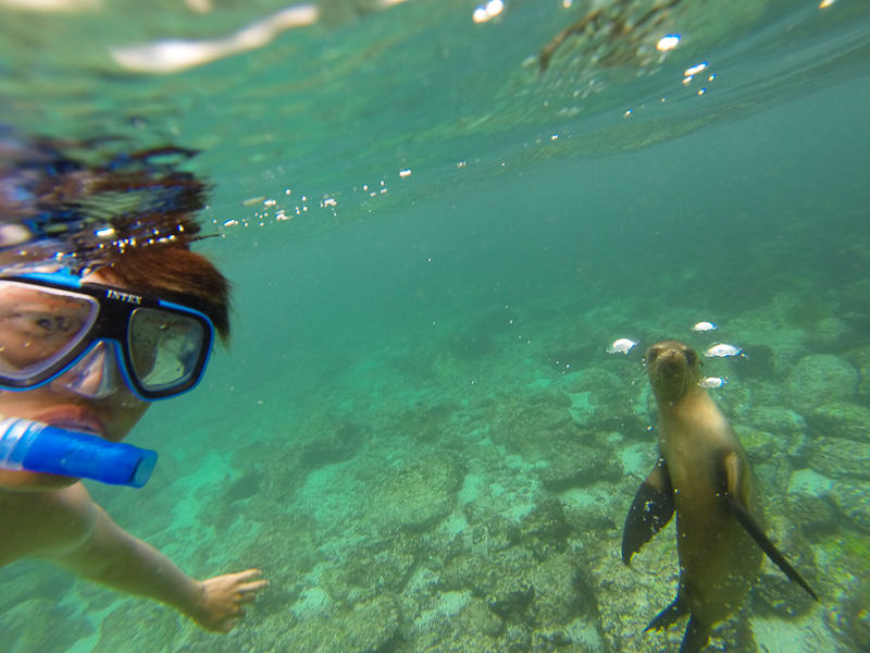 Galapagos Islands Snorkel with sea lions